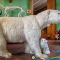 Deyrolle polar bears